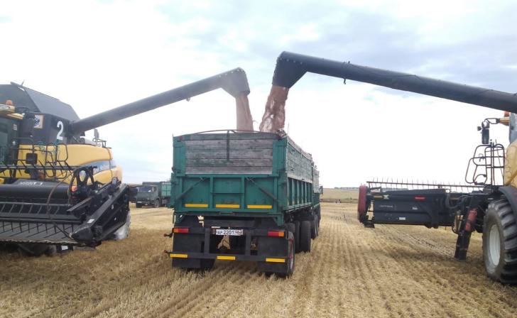 В Курской области намолочено более 900 тысяч тонн зерна