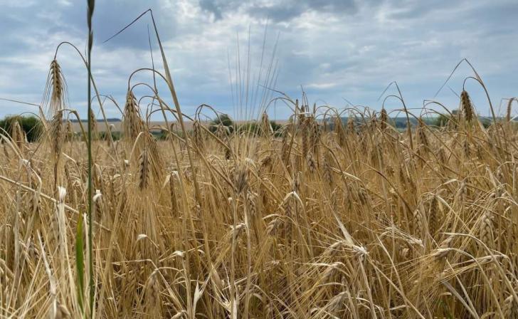 В Курской области за полгода Центр оценки качества зерна исследовал 1,8 тысяч тонн ячменя пивоваренного