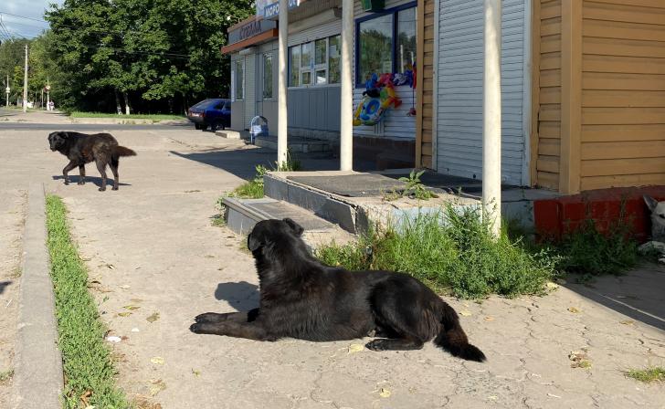 В Курске прокурор хочет отсудить у властей 150 тыс.рублей за укушенного бродячей собакой подростка