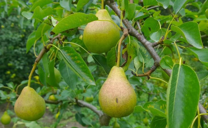 В Курске 9 августа местами пройдут дожди и будет пасмурно