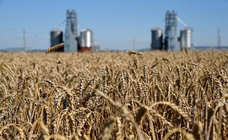 «Мираторг» обеспечен собственным семенным посадочным материалом зерновых и зернобобовых культур на 85% «Мираторг» обеспечен собственным семенным посадочным материалом зерновых и зернобобовых культур на 85%