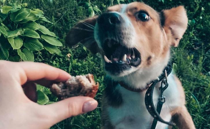 С администрации Курского района взыскали 40 тыс.рублей за укус бродячей собаки С администрации Курского района взыскали 40 тыс.рублей за укус бродячей собаки