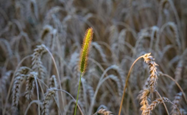 В субботу в Курской области ожидается жара до 33 градусов