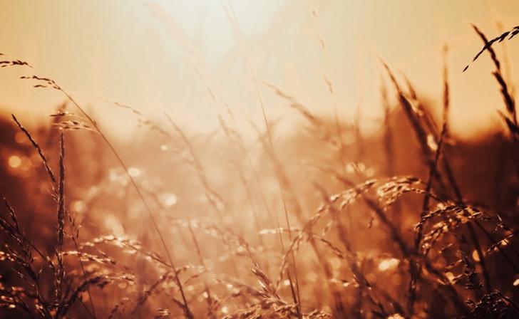 В Курском регионе объявили штормовое предупреждение о жаре +35 градусов