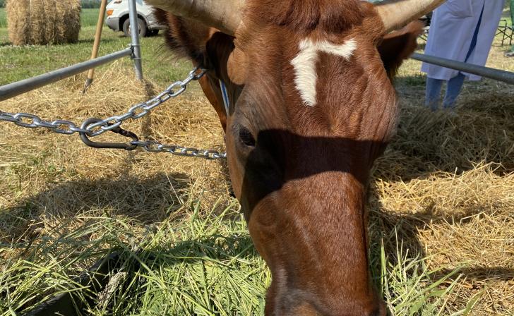В Курской области от сибирской язвы привито более 50% поголовья сельхозживотных
