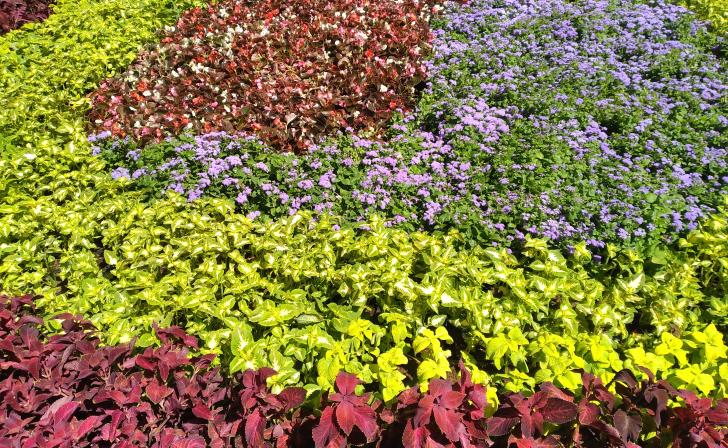 На оформление фестиваля «Белгород в цвету» потратят 13,9 млн рублей