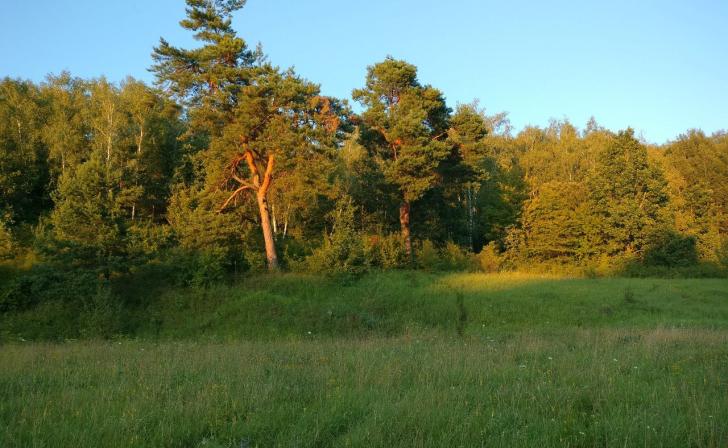 В Курской области доходы от использования лесов превысили 20 млн рублей