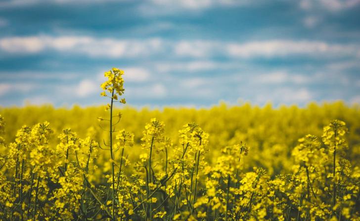 Курянин похитил 36 тонн рапса в Орловской области