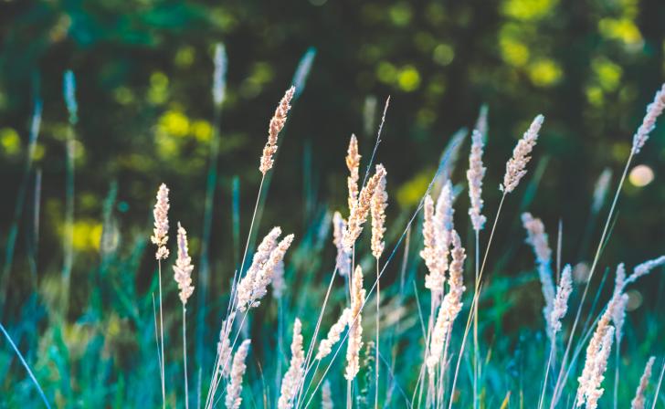 1 сентября в Курской области ожидаются дожди, грозы и 30 градусов жары