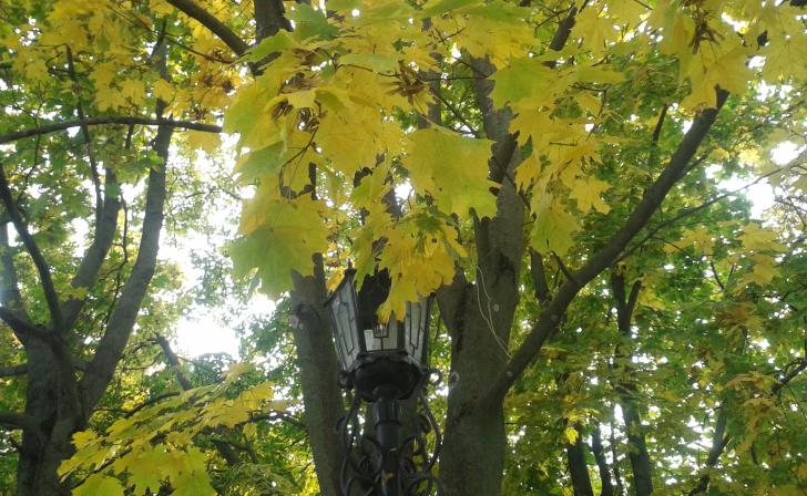 В Курской области 6 сентября ожидается туман и +26 градусов