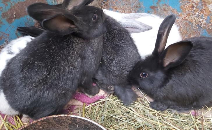 Жительницу Курской области оштрафовали за непотраченные на кроликов деньги