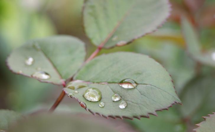 В Курске 8 сентября днем будет переменная облачность и плюс 19
