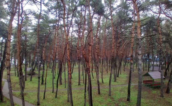 В Курске 16 сентября пройдут «Чистые игры»