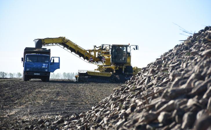 «ЭкоНива» начала уборку сахарной свеклы в Курской области