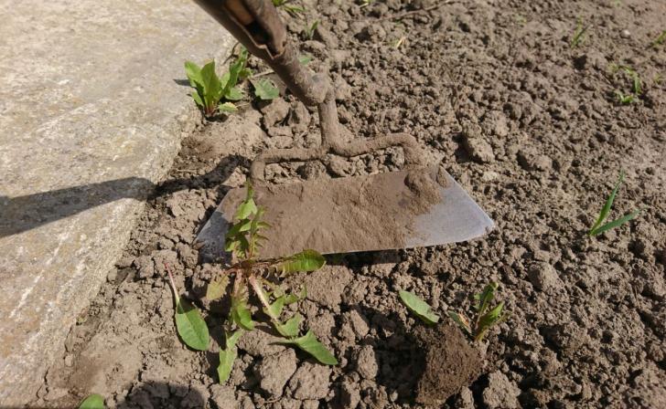 В Железногорском районе школьники высадили 450 сеянцев дуба