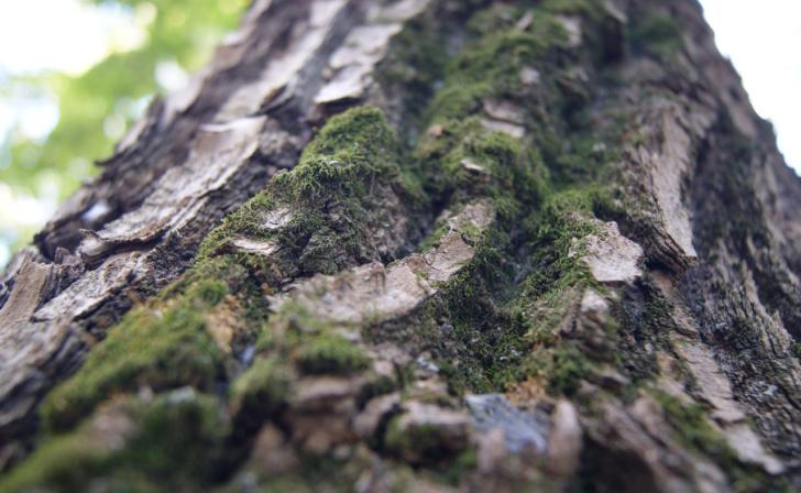 В Курске 20 сентября днем будет плюс 25  и облачно с прояснениями