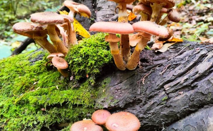 В Курске 18 человек отравились грибами