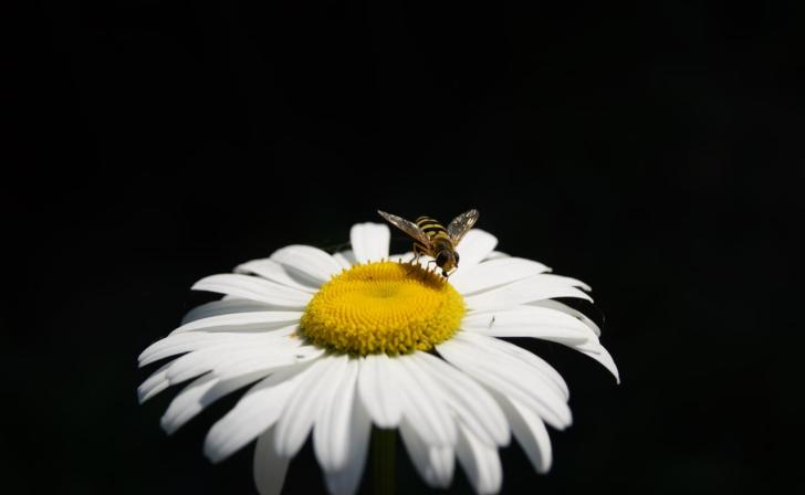 В Курске 26 сентября будет облачно с прояснениями и плюс 23