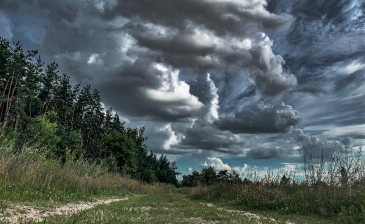 В Курской области за год выросла потребность в специалистах по лесному хозяйству В Курской области за год выросла потребность в специалистах по лесному хозяйству