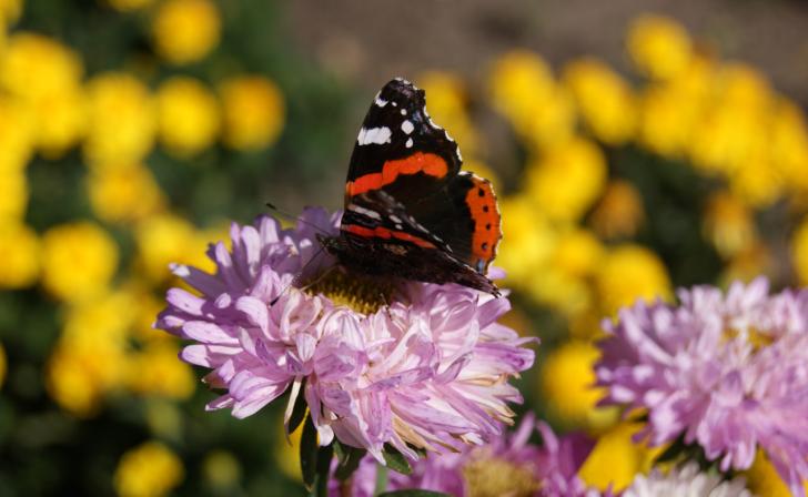 В Курске 27 сентября будет ясно и не жарко