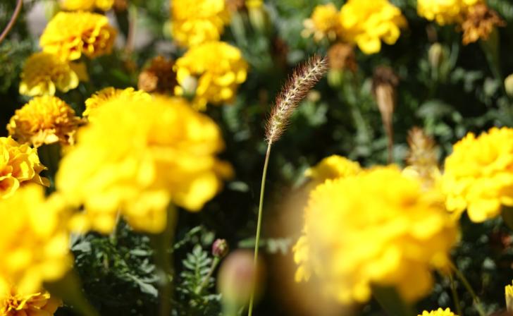 В Курске 3 октября столбик термометра поднимется лишь до 17 градусов тепла