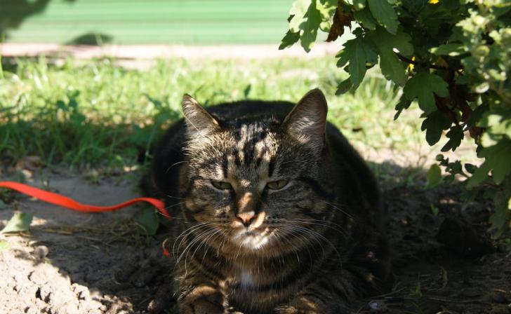 В Курске 5 октября будет пасмурно, а вечером местами пройдут дожди