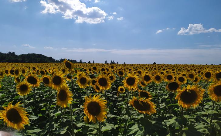 В Курской области производство растительного масла выросло в 17,4 раза