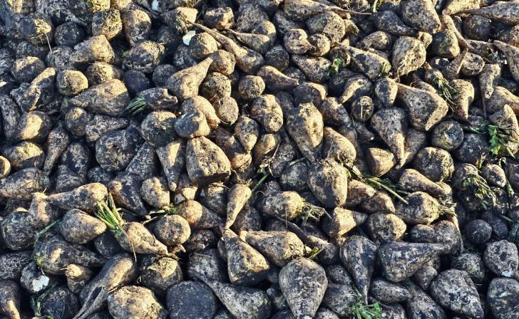 В Курской области накопано более 2,8 млн тонн свеклы