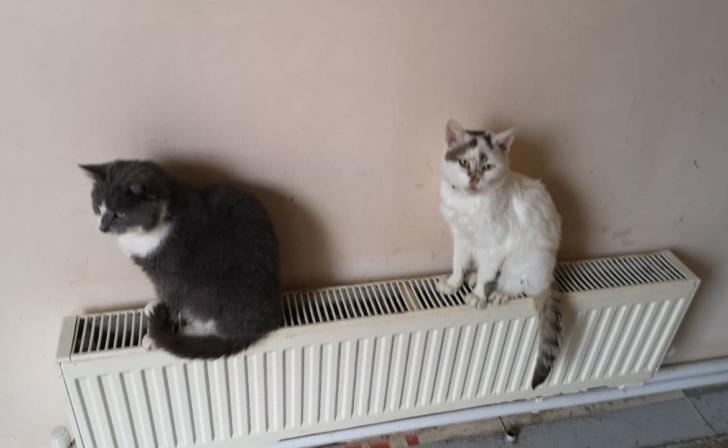 В Курской области вспыхнул пожар из-за самодельного обогревателя для кошек