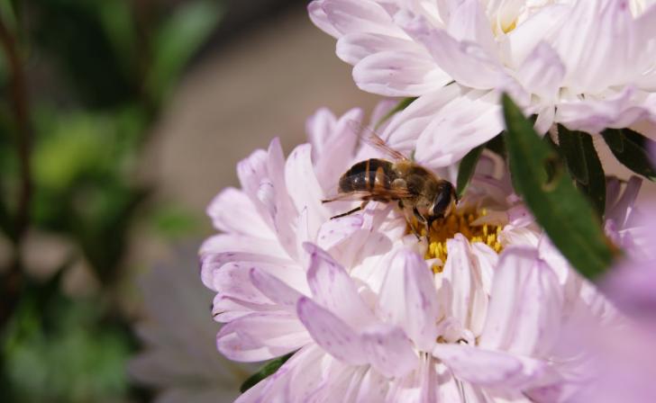 В Курской области владельцам пасек отказали в возмещении убытков за погибших пчел