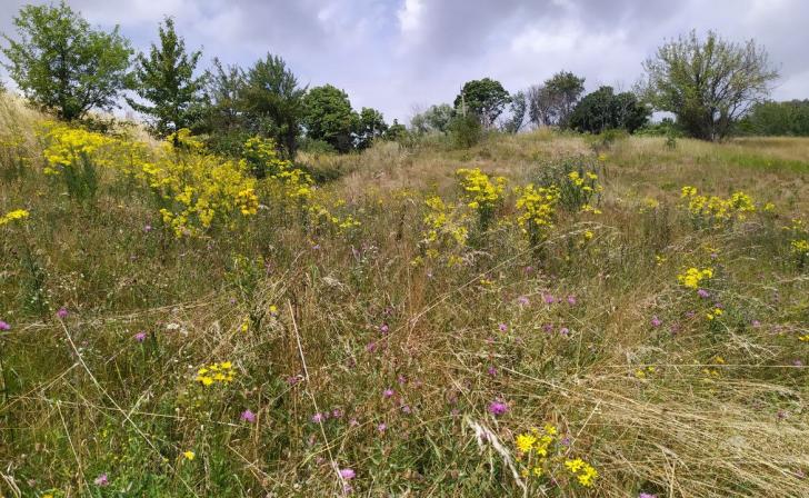 В ЕГРН внесли сведения о двух курских охранных зонах памятников природы