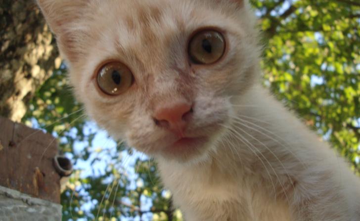 Жителя Курской области оштрафовали на 20 тыс.рублей за убийство кота Жителя Курской области оштрафовали на 20 тыс.рублей за убийство кота