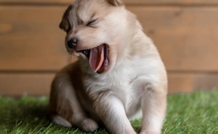 Курский губернатор Роман Старовойт пристраивает 3 щенков собаки, которую он взял с улицы