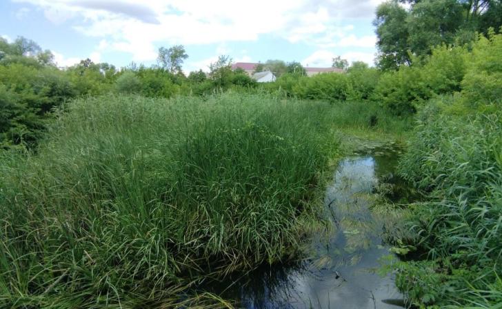 В Курске установили охранную зону природного парка «Соловьиная роща»