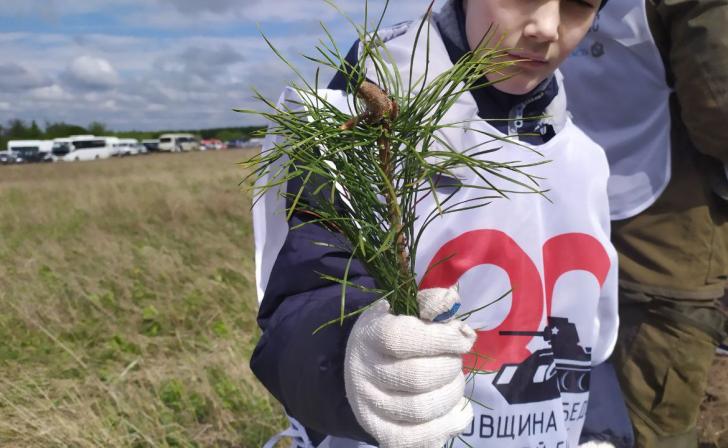 В Курской области создадут около 500 школьных лесничеств