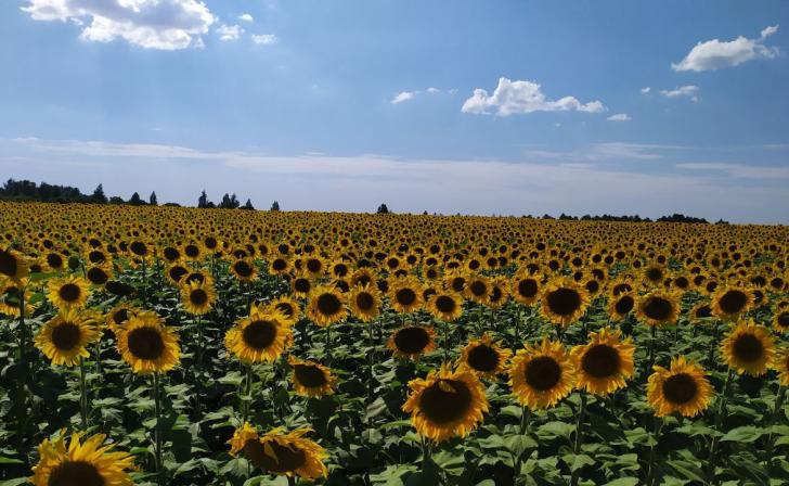 В Курской области этой осенью ожидается крупнейший урожай масличных в истории региона