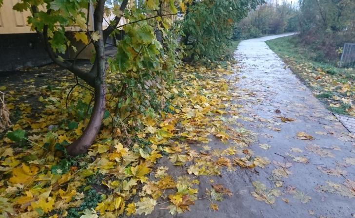 В Курске 12 ноября обещают сильный ветер и дожди В Курске 12 ноября обещают сильный ветер и дожди