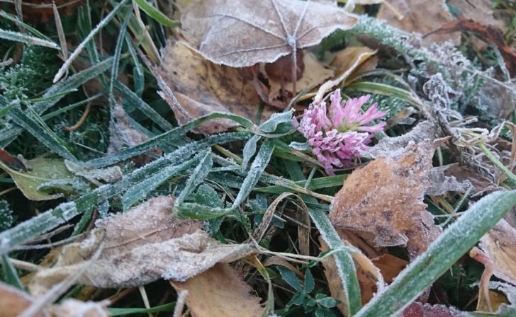 В Курске 17 ноября обещают небольшой снег