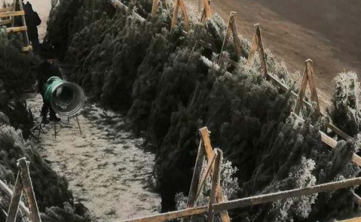 В Железногорске елочные базары будут работать с 20 по 31 декабря