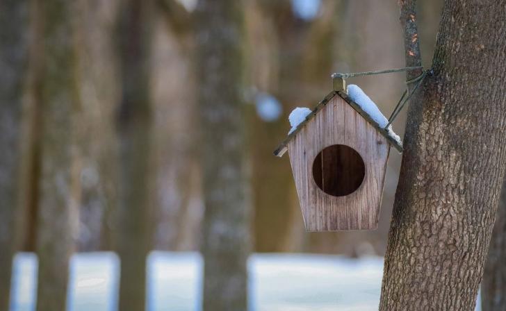 В Курской области назвали зерно, которым лучше всего подкармливать птиц зимой В Курской области назвали зерно, которым лучше всего подкармливать птиц зимой