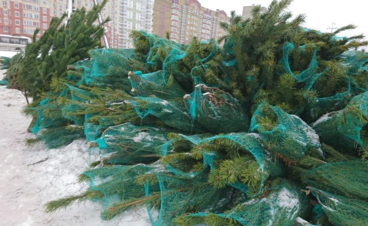В Курске с 20 по 31 декабря будут работать елочные базары