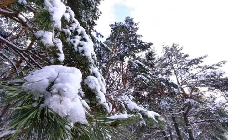 В Курской области за неделю проведено 40 рейдов в лесах