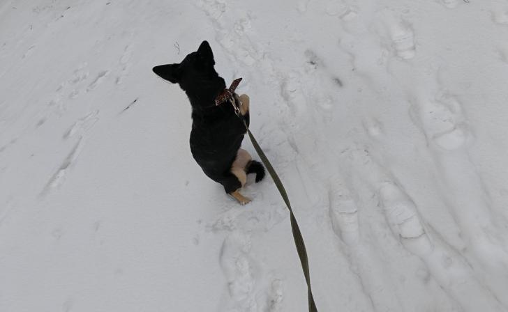 Курянам рассказали, как помочь питомцу при обморожении Курянам рассказали, как помочь питомцу при обморожении