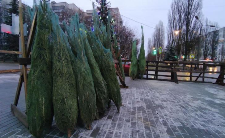 В Курске 800 нераспроданных елок переработают на подстилку для животных