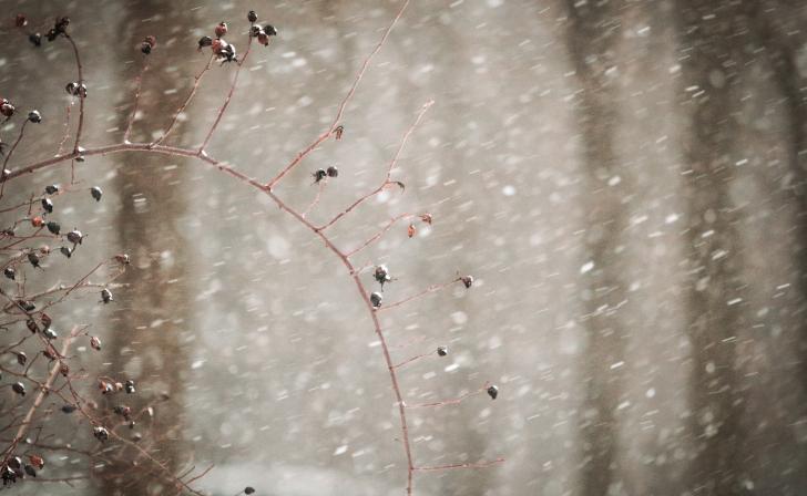 В Курской области ожидается мокрый снег и плюсовая температура