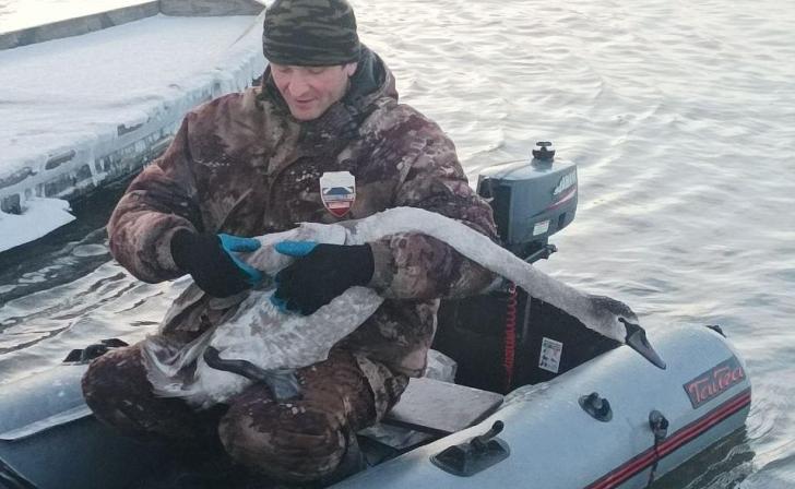 Сотрудники курского минприроды освободили от лески лебедя