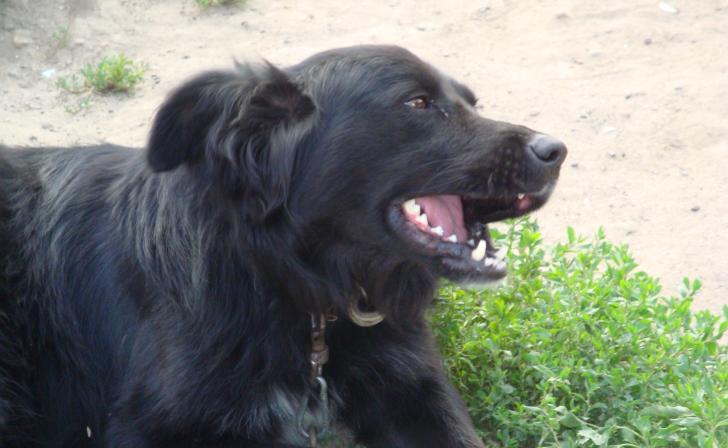 Прокуратура добивается выплаты в 100 тысяч рублей для укушенной собакой 7-летней курянки