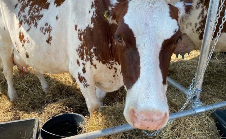 В Курской области за год бешенство обнаружили у лося, косули и коровы
