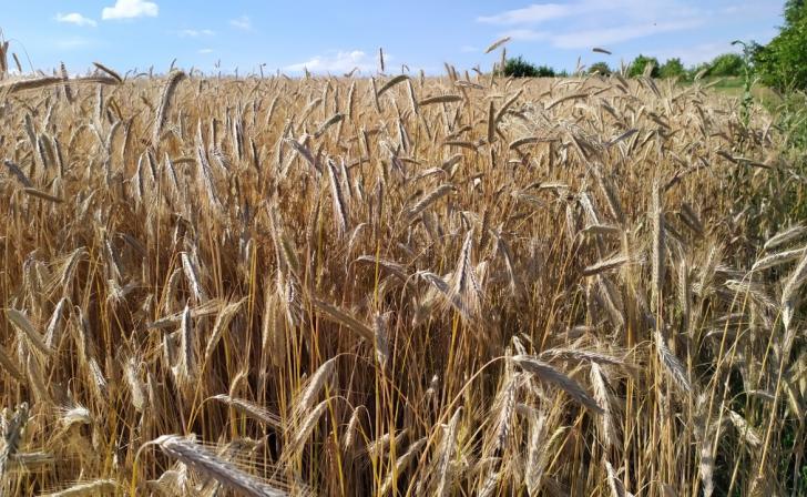 В Курской области объем продукции сельского хозяйства за год составил 225 млрд рублей