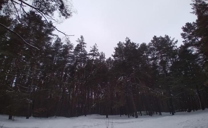 В Курской области коммерсанта оштрафовали на 14 тысяч рублей за ошибки в информационной системе «Лес»